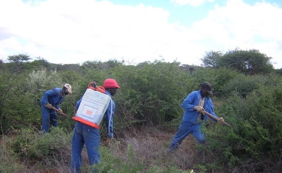 Bush encroachment