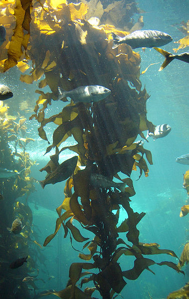 Kelp transitions