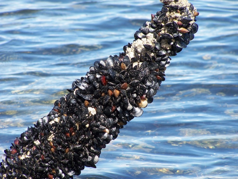 Bivalves collapse