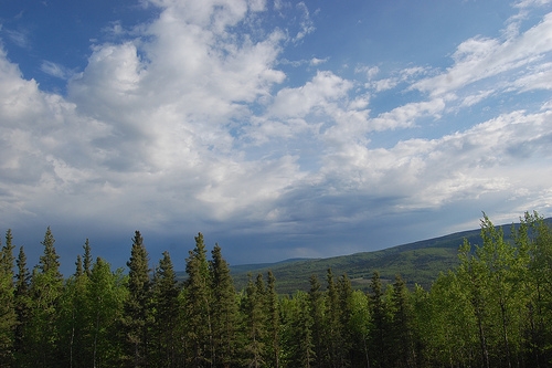Tundra to forest