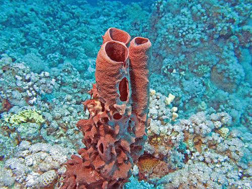 Coral transitions