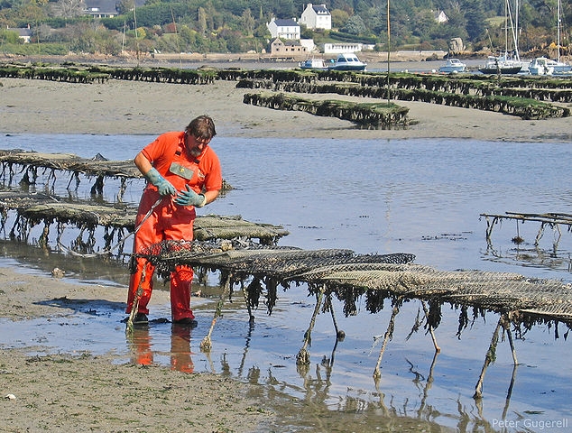 Bivalves collapse