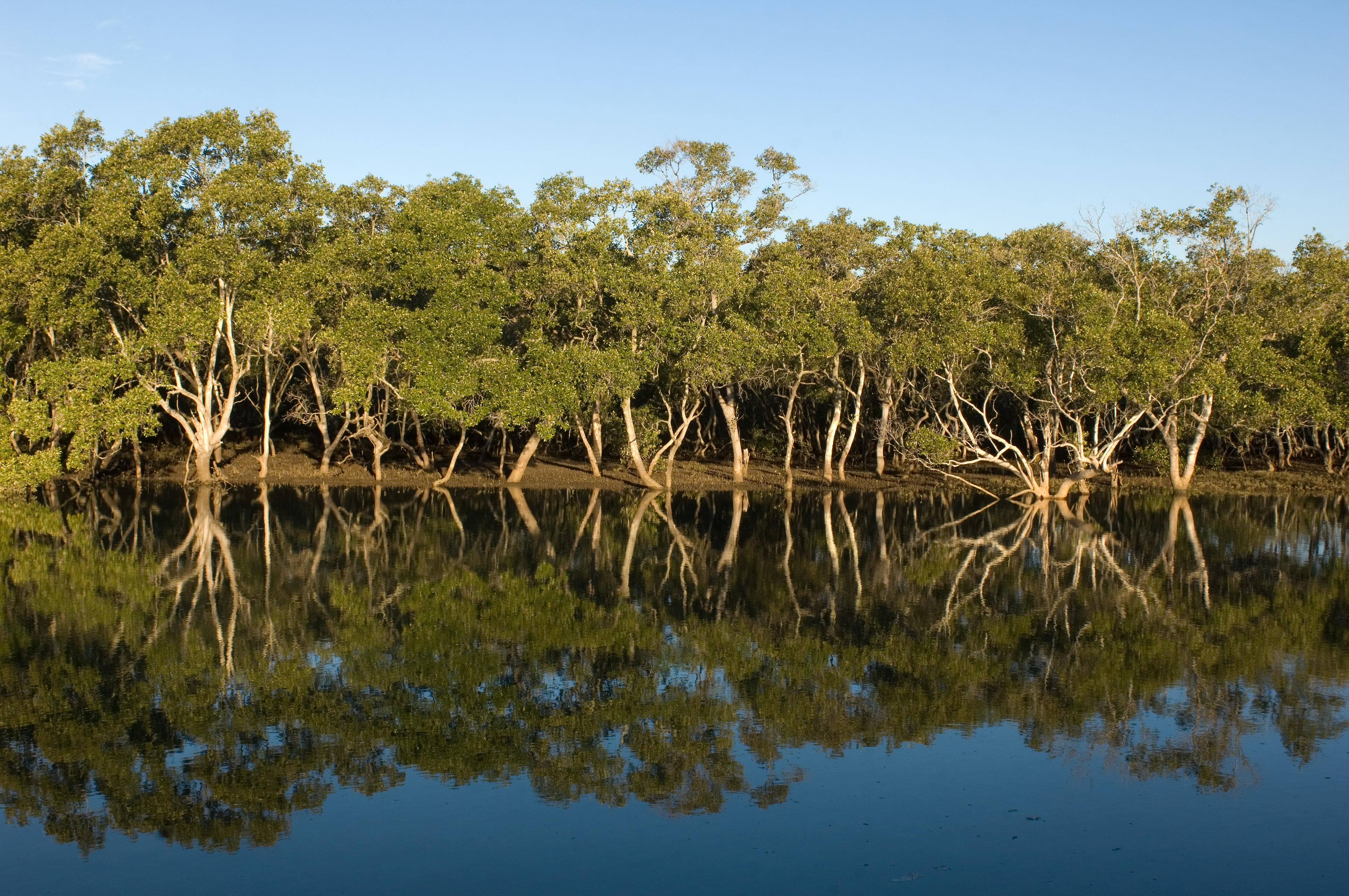 Mangroves transitions
