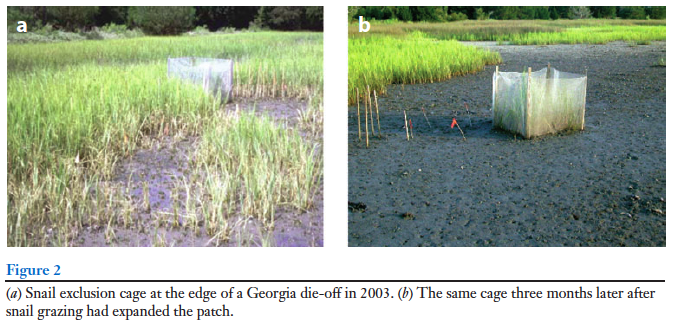 Salt marshes to tidal flats
