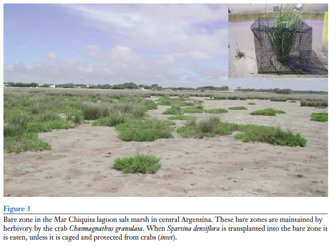 Salt marshes to tidal flats