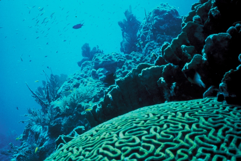 Coral transitions