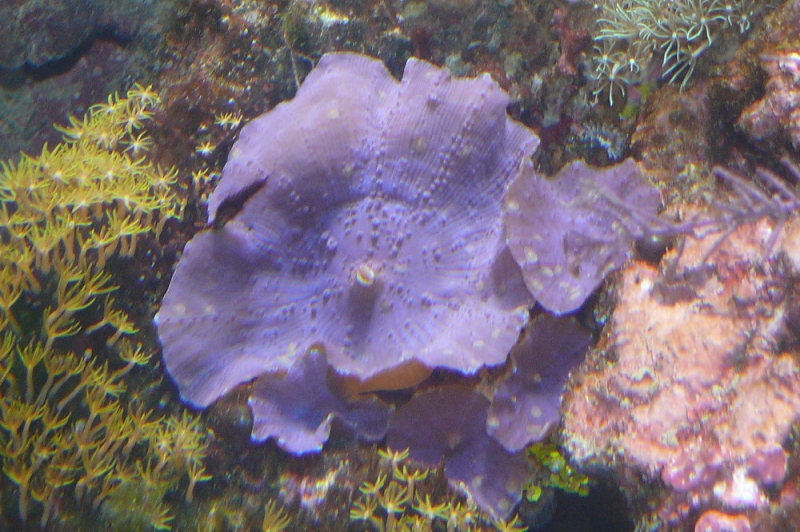 Coral transitions