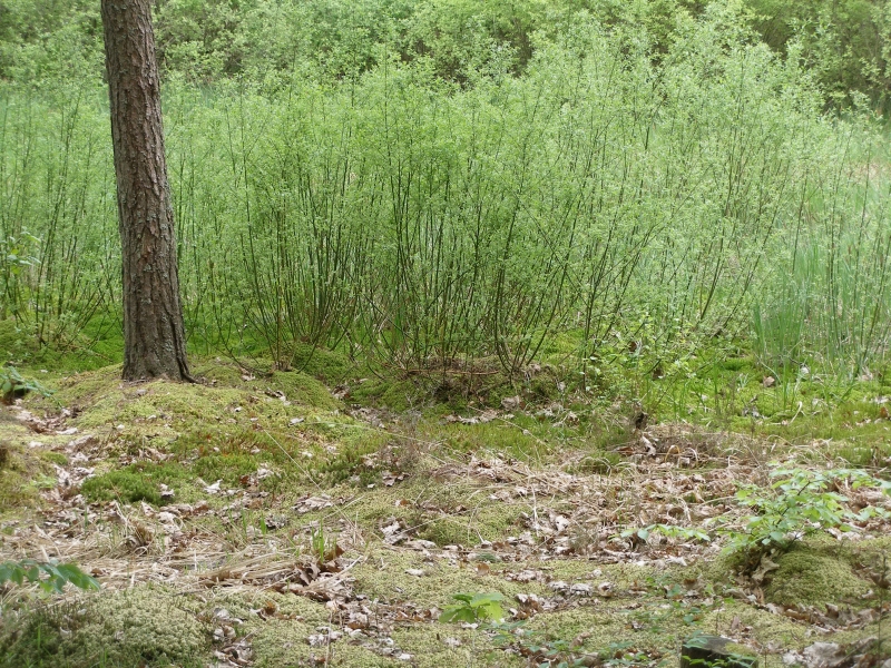 Peatland transitions