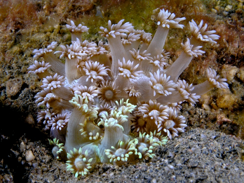 Coral transitions