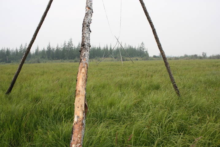 Steppe to tundra
