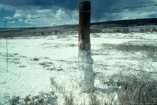 Soil salinization