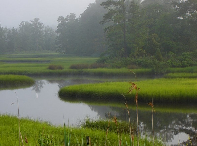 Salt marshes to tidal flats
