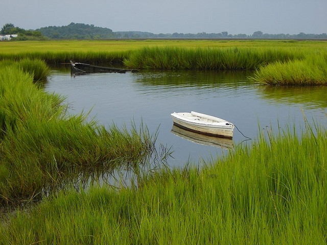 Salt marshes to tidal flats