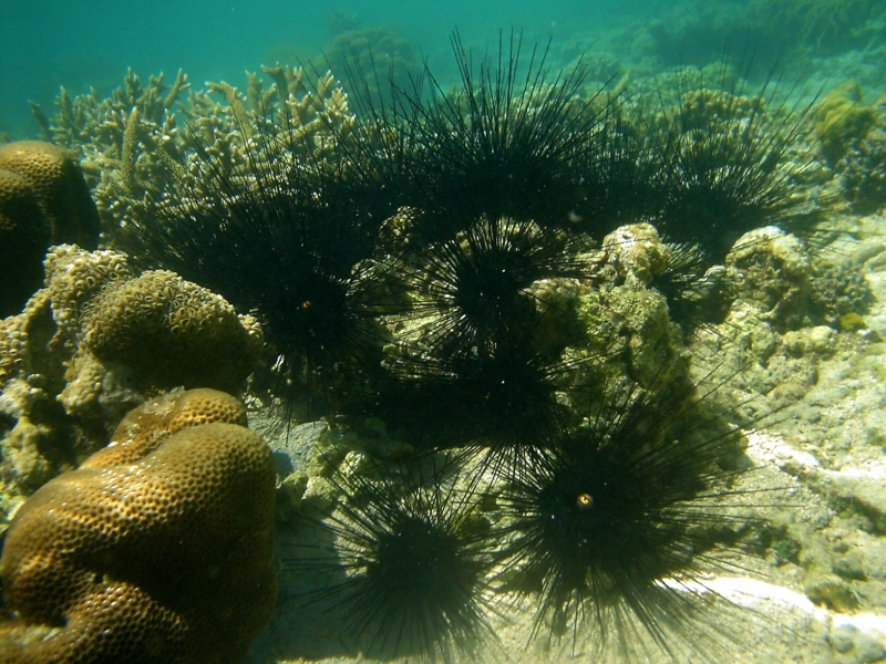 Kelp transitions