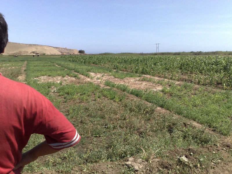Soil salinization