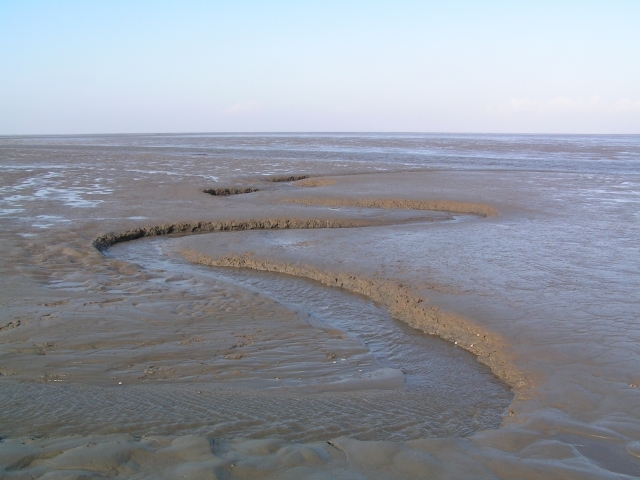 Salt marshes to tidal flats