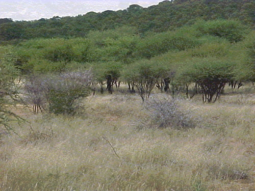 Bush encroachment