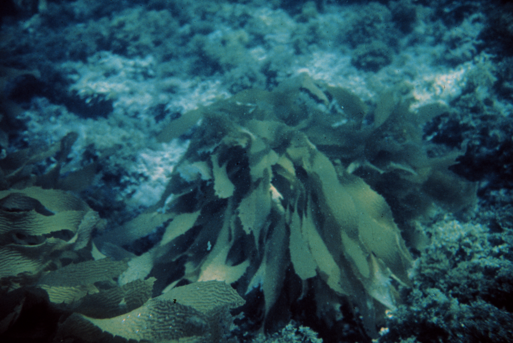 Coral transitions