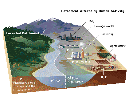 Freshwater eutrophication